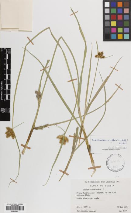 Bolboschoenus maritimus subsp. affinis image