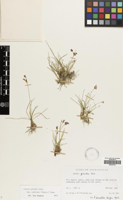 Juncus persicus subsp. persicus image