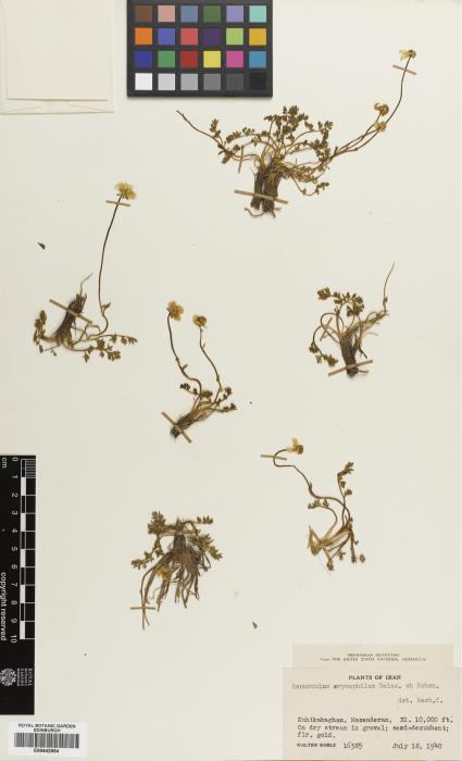 Ranunculus crymophilus image