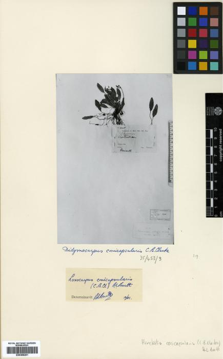 Henckelia conicapsularis image