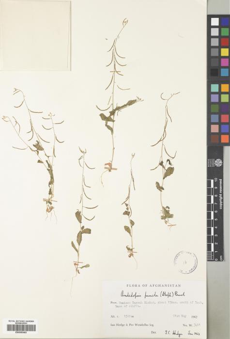 Olimarabidopsis pumila image