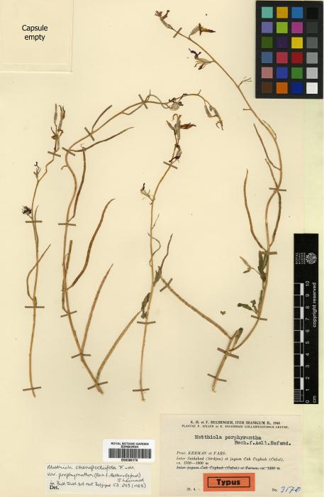 Matthiola chenopodiifolia image