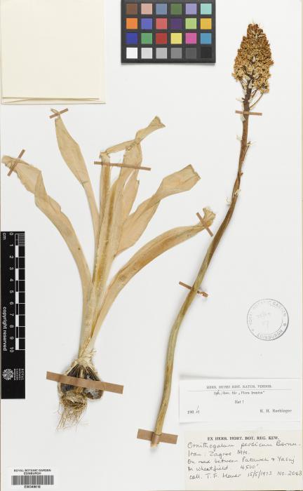 Ornithogalum persicum image
