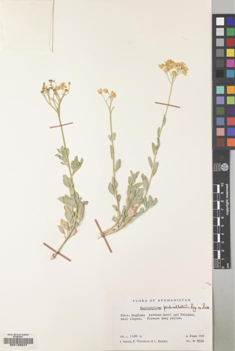 Haplophyllum pedicellatum image