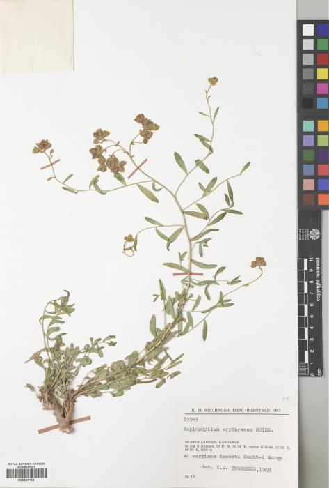 Haplophyllum erythraeum image