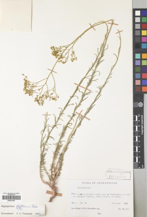 Haplophyllum image