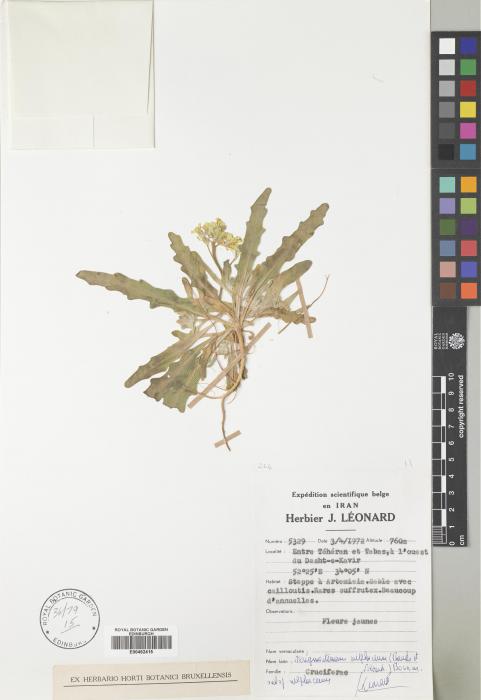 Sterigmostemum sulphureum subsp. sulphureum image
