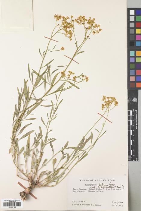 Haplophyllum dubium image