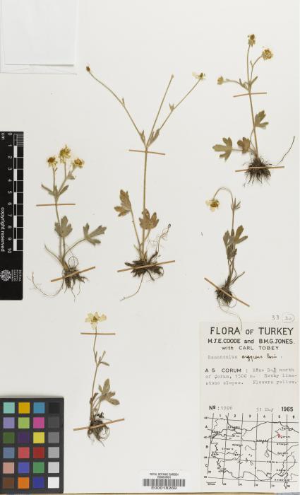 Ranunculus argyreus image