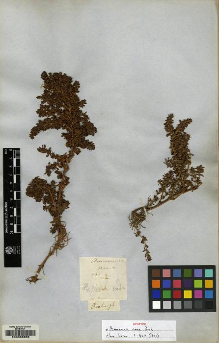 Rotala densiflora image