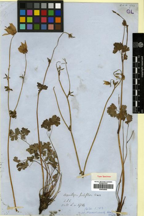 Aquilegia pubiflora image