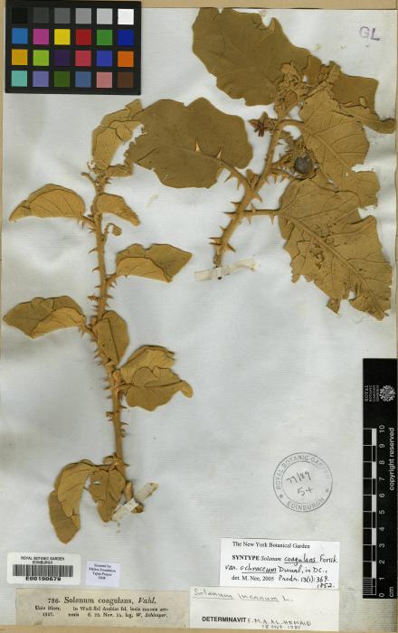 Solanum denseaculeatum image