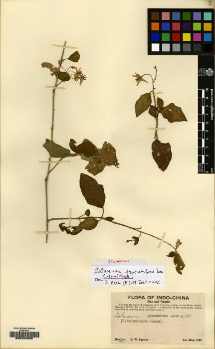 Solanum trilobatum image