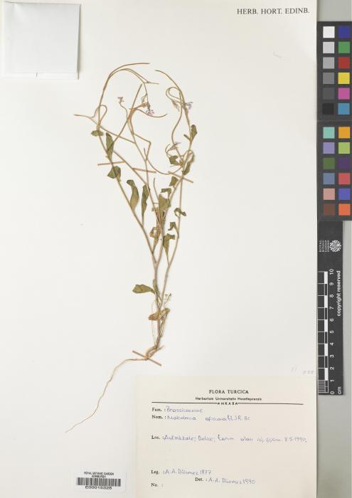 Malcolmia taraxacifolia image