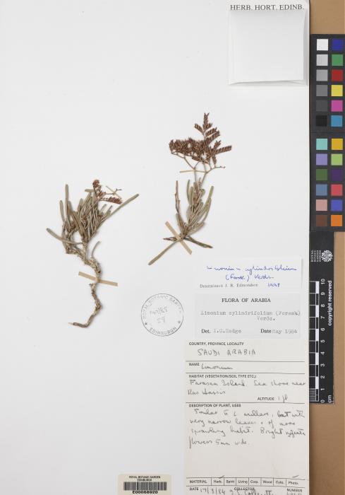 Limonium cylindrifolium image