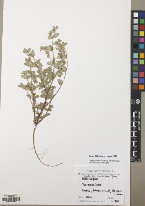 Euphorbia scordifolia image