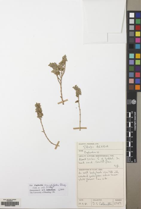 Euphorbia scordifolia image