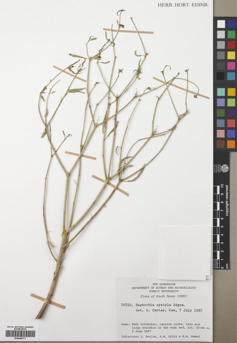 Euphorbia systyla image