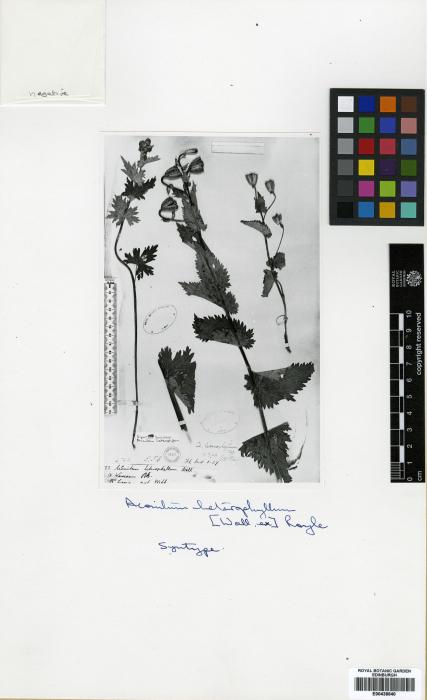 Aconitum heterophyllum image
