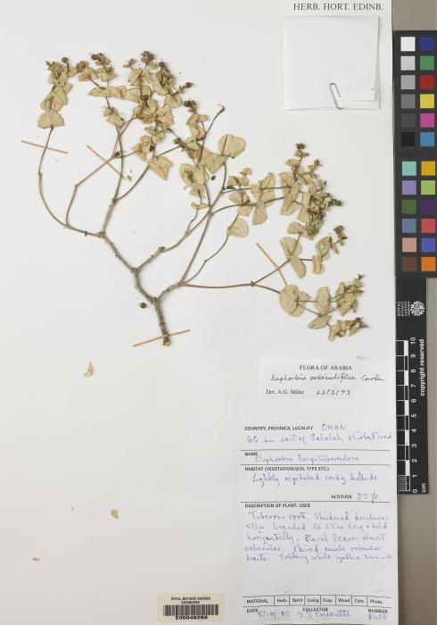 Euphorbia longituberculosa image