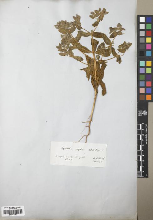 Euphorbia eriophora image