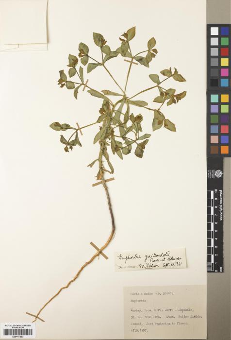 Euphorbia gaillardotii image