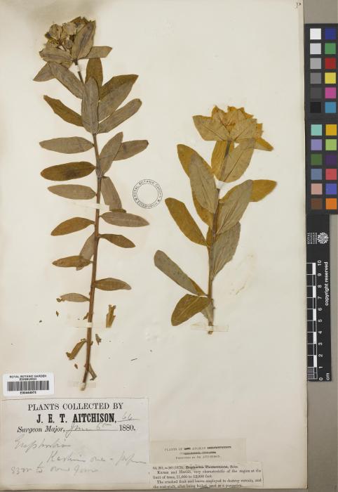 Euphorbia thomsoniana image