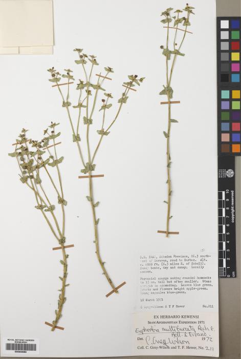 Euphorbia multifurcata image