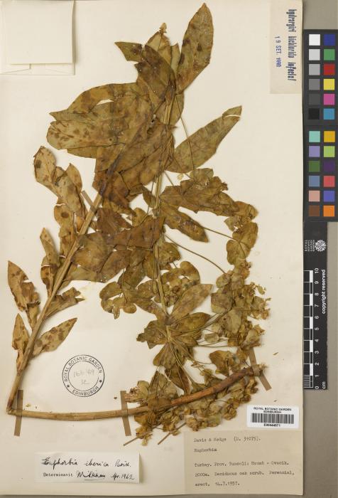Euphorbia iberica image