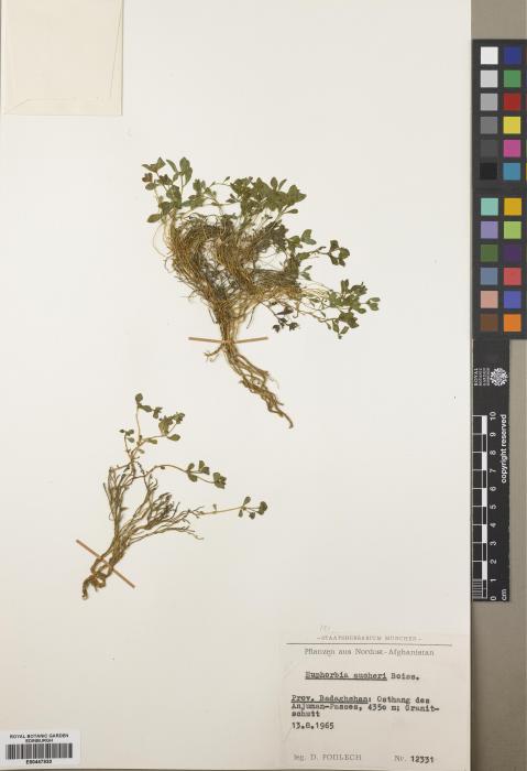 Euphorbia aucheri image