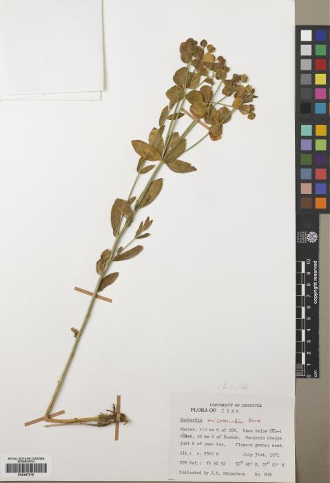 Euphorbia microsciadia image
