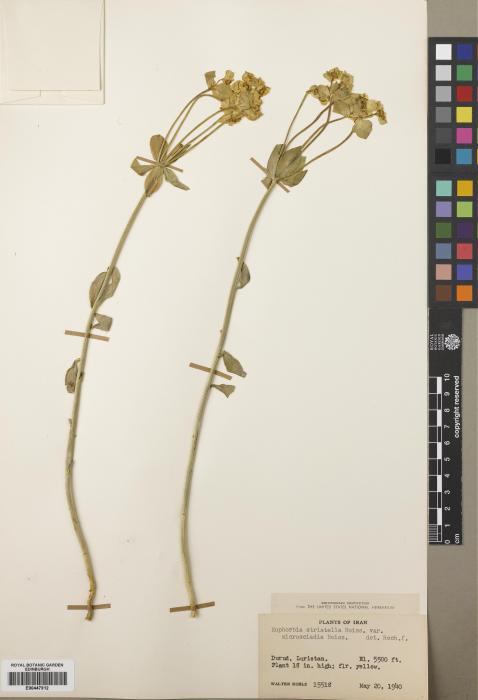 Euphorbia microsciadia image