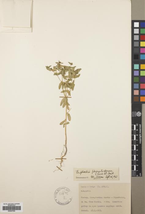 Euphorbia phymatosperma image