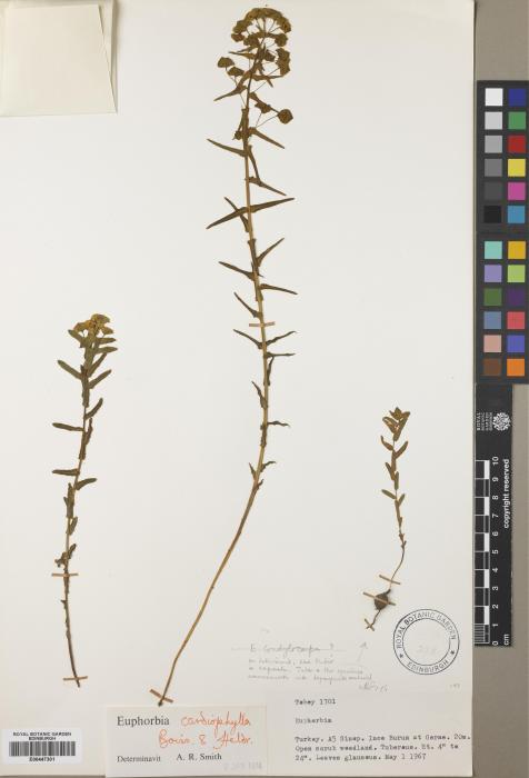Euphorbia condylocarpa image