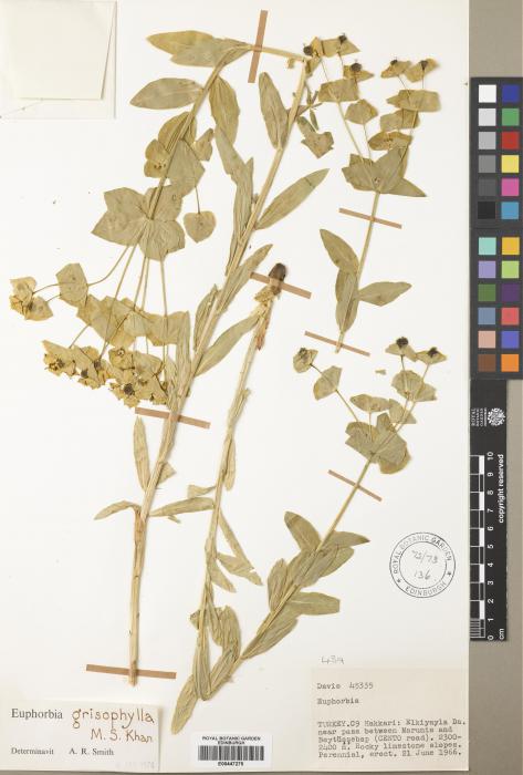 Euphorbia macrocarpa image