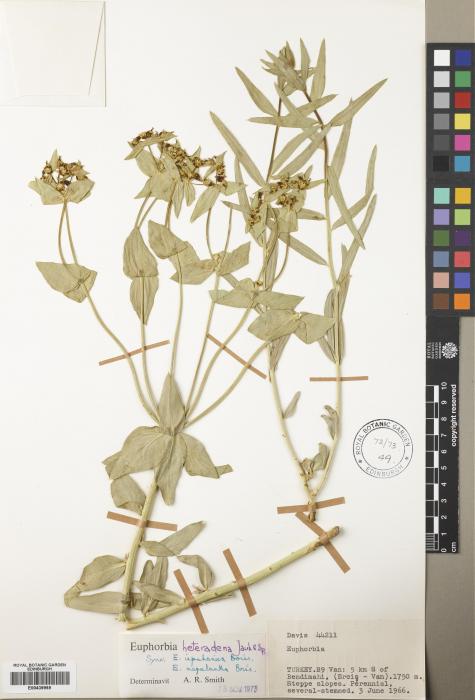 Euphorbia heteradena image