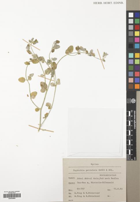 Euphorbia petiolata image