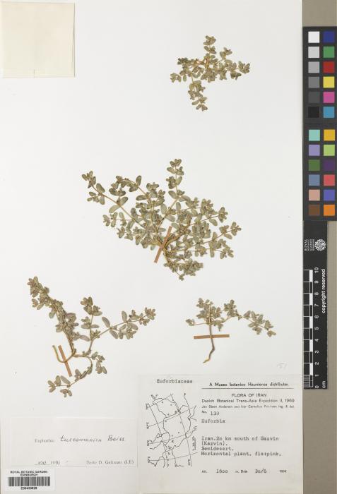 Euphorbia granulata var. glabrata image