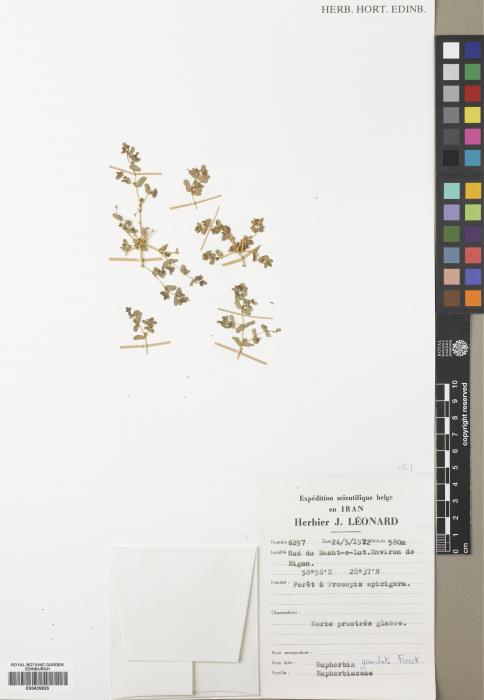 Euphorbia granulata image