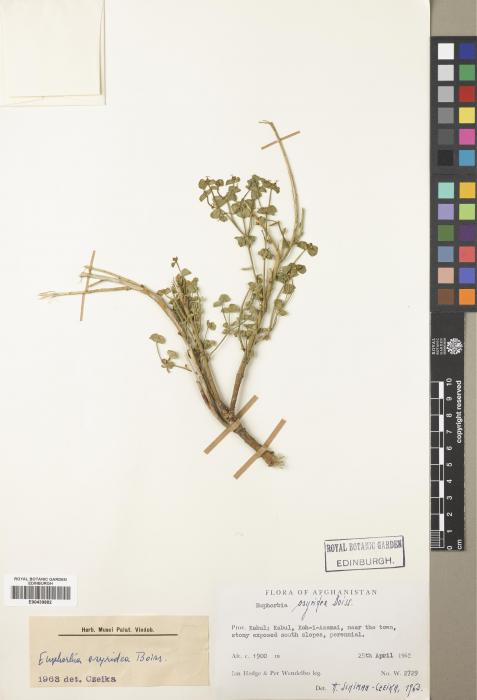 Euphorbia osyridea image
