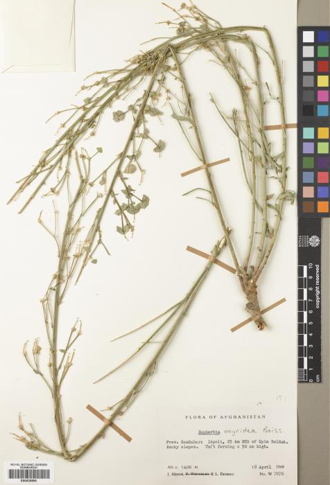 Euphorbia osyridea image