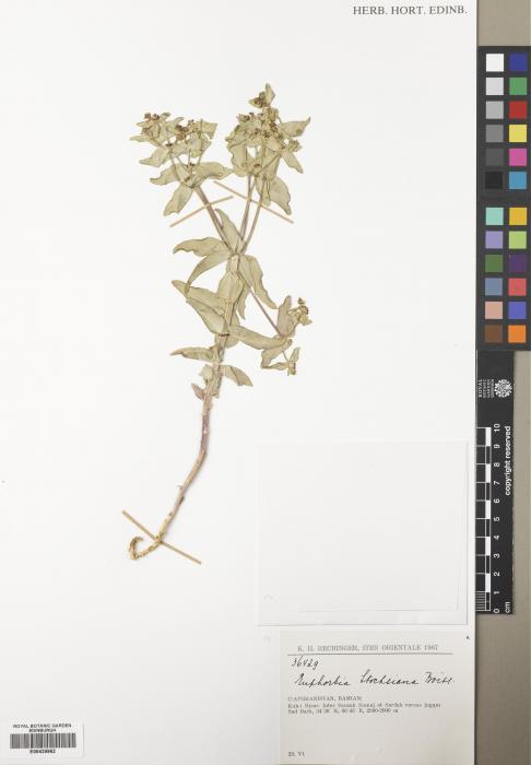 Euphorbia caeladenia image