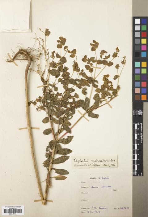 Euphorbia microsphaera image