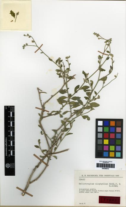 Heliotropium ulophyllum image
