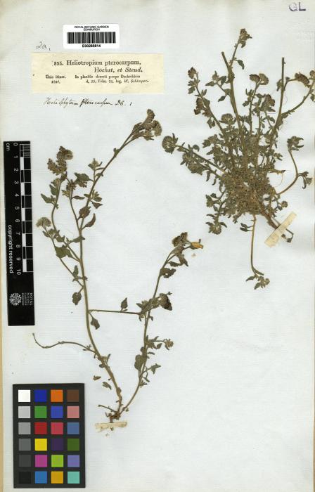 Heliotropium pterocarpum image