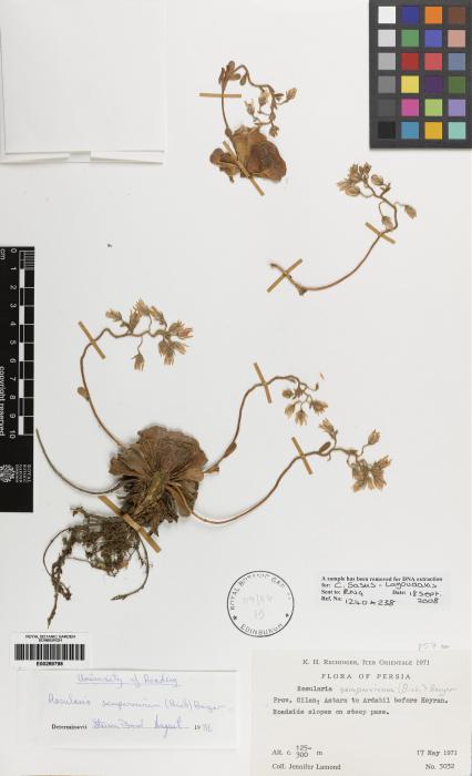 Rosularia sempervivum image