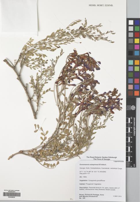 Eversmannia subspinosa image