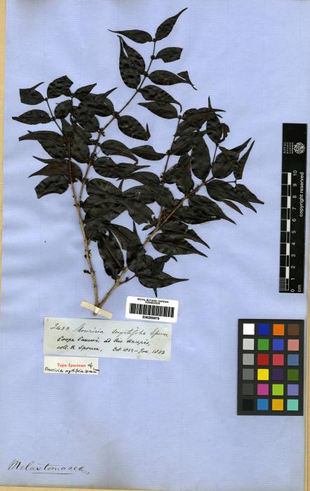 Mouriri myrtifolia image