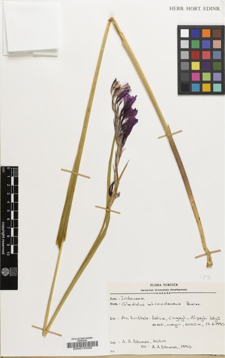 Gladiolus atroviolaceus image