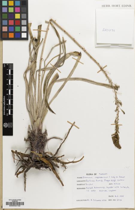 Eremurus cappadocicus image